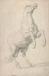 Steigendes Pferd